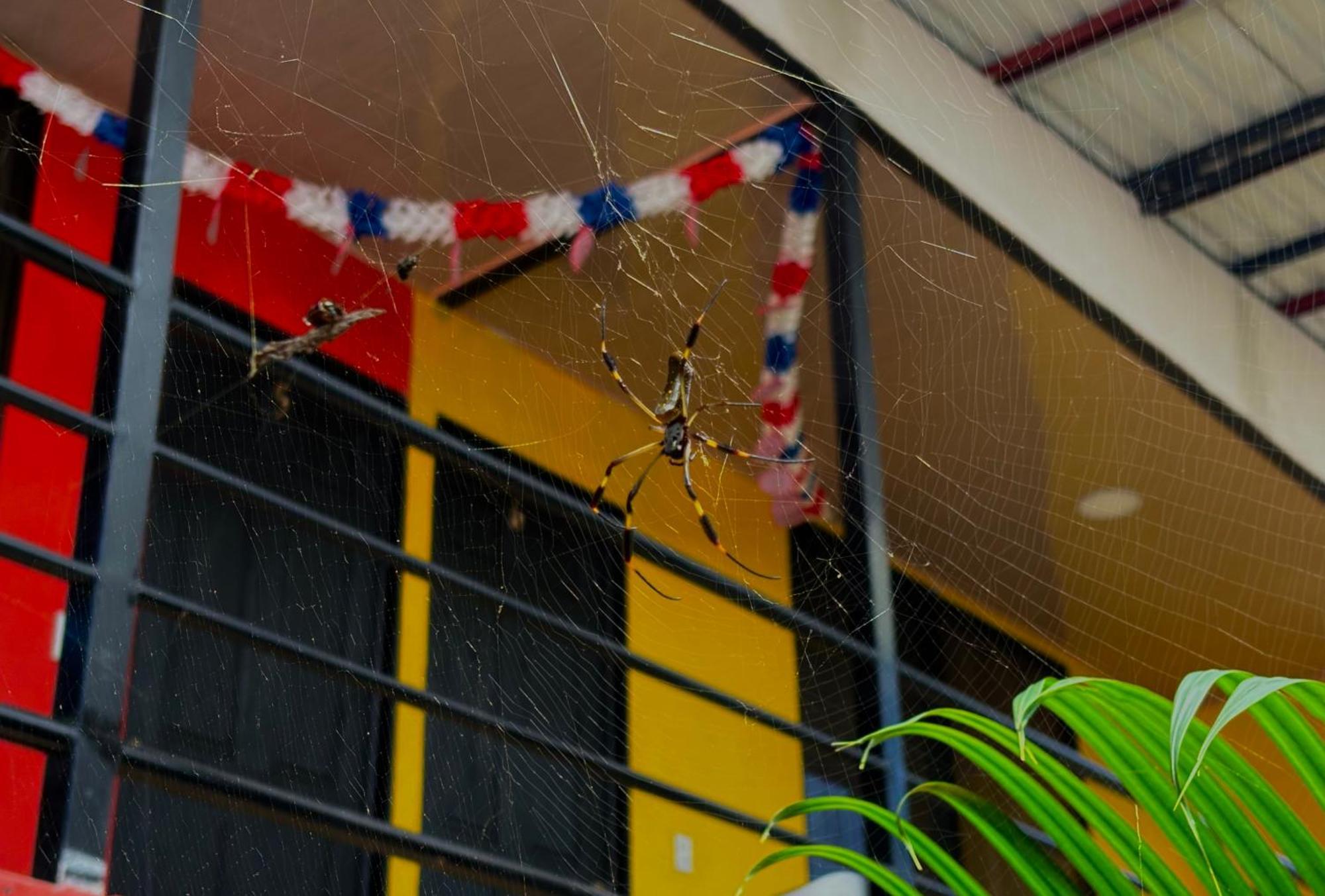 Carey Lodging Tortuguero Exterior foto